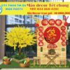 gia-thue-tieu-canh-tet-resort